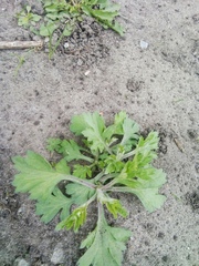 Artemisia vulgaris