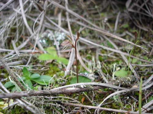 Cyrtostylis oblonga Hook.f.