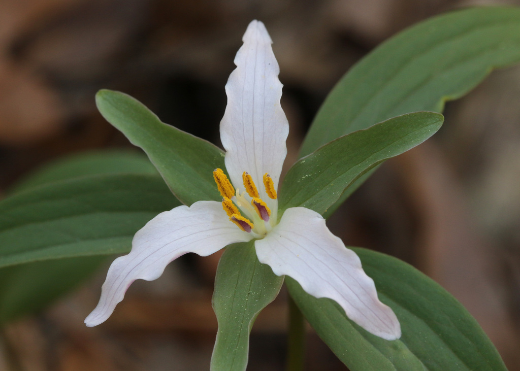 dwarf trillium