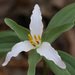 Dwarf Trillium - Photo (c) Will Stuart, some rights reserved (CC BY-NC), uploaded by Will Stuart