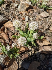 Noccaea caerulescens