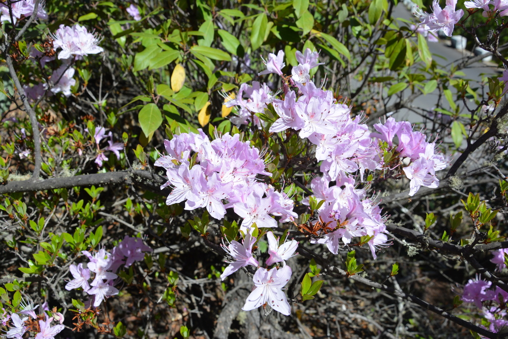 rhododendron trit d2 Scintillation Rhododendron, 2-Gallon