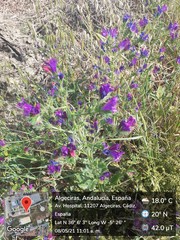 Echium plantagineum