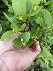 Wikstroemia oahuensis