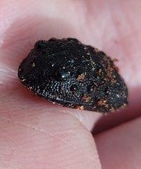 Cychrus tuberculatus