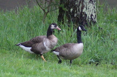 Anser anser × Branta canadensis