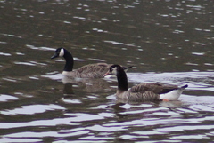 Anser anser × Branta canadensis
