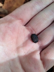 Cychrus tuberculatus