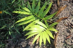 Zamia paucijuga