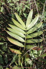 Zamia paucijuga