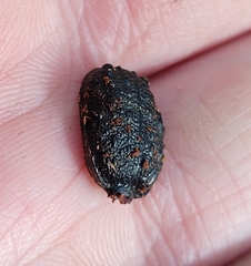 Cychrus tuberculatus