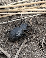 Calosoma luxatum