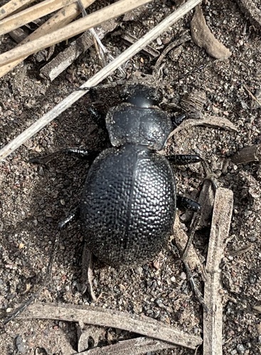 Calosoma luxatum photo 3
