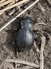 Calosoma luxatum