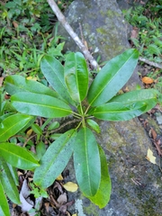 Sapium laurifolium