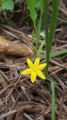 Hypoxis wrightii