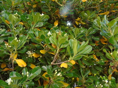 Pittosporum tobira