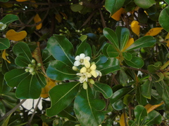 Pittosporum tobira