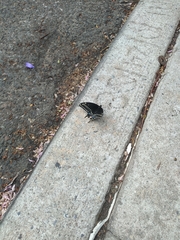 Papilio polyxenes