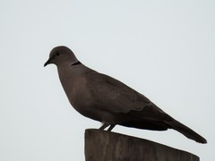 Streptopelia decaocto