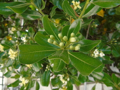Pittosporum tobira