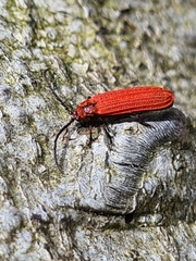 Lopheros rubens