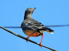 Turdus plumbeus