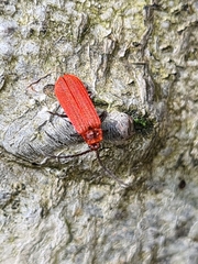 Lopheros rubens