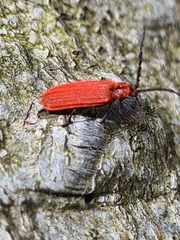 Lopheros rubens