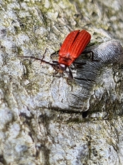 Lopheros rubens