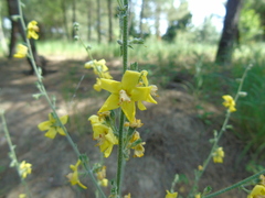 Verbascum undulatum