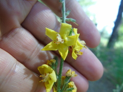 Verbascum undulatum