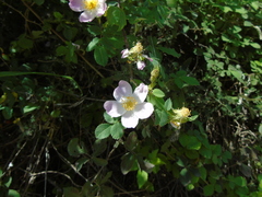 Rosa canina