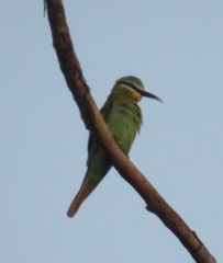 Merops persicus persicus