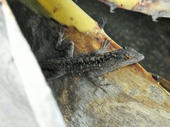 Anolis sagrei