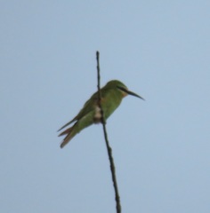 Merops persicus persicus