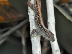 Anolis sagrei