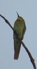 Merops persicus persicus