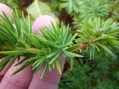 Juniperus rigida conferta