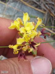 Tritoniopsis parviflora parviflora