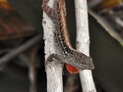 Anolis sagrei