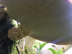 Cerioporus squamosus