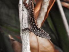 Anolis sagrei
