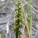 Corunastylis pumila - Photo (c) Bill Campbell, some rights reserved (CC BY-NC), uploaded by Bill Campbell
