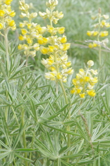Lupinus sulphureus