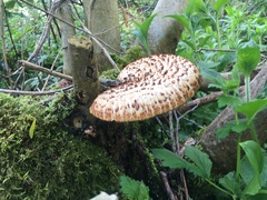 Cerioporus squamosus