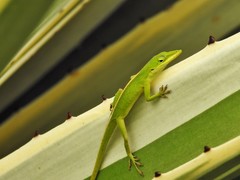 Anolis porcatus
