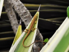 Anolis porcatus