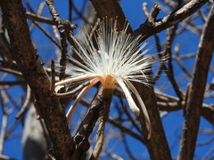 Pseudobombax palmeri