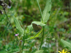 Polyommatus icarus